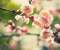Pink tree flower