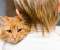 The love of a cat