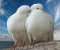 Pigeon Love