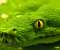 Snake - Green Emerald Boa