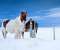 Horses In The Snow