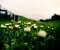 White Flowers