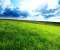 Grass