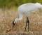 Egret And Chicken