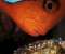 Gold Fish