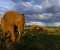 Elephants