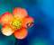 Flower And Bee