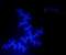 Winter Fractal