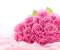 Pink Roses