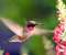 Pink Hummingbird
