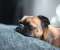 Brown Pug Sleeping