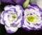 Violet_flower_dance