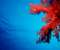 Red Water Plants