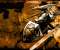 Link