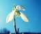 White Flower