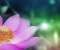 Pink Lotus