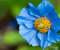 Blue Flower