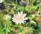 Wild Flowers