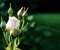 Lonely Rose