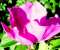 Flowerbybeska4