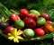 Easter Eggs In A Basket