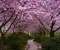 Cherry Trees