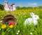Eggs, Rabbit And Kids