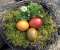 Eggs In A Nest