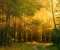 Sunny Forest