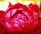 Red Hope