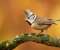 Little Bird