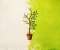 Small Spring Tree