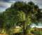 Beach Tree