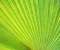 green nature