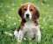 Beagle Playing