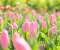Pink Tulips