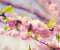 Japanese Cherry Blossom