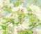 Spring Cherry Blossoms