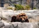 Bear's Life wallpaper