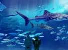 Drawing aquarium wallpaper