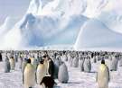 Lots of penguins wallpaper