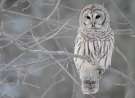 White Owl wallpaper