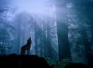 Howling In The Night wallpaper