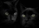 Mirror Cat wallpaper