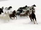 Horses In The Snow wallpaper