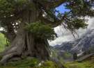 Enormous Tree wallpaper