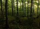Stara Planina, Serbia wallpaper
