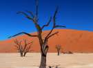Dead Vlei wallpaper