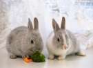Cute Bunnies wallpaper