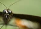 Butterfly Macro wallpaper